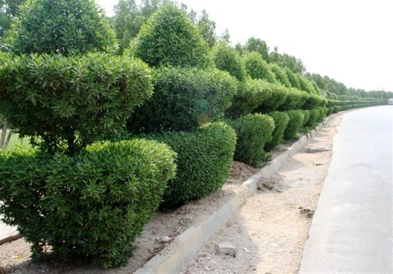 اختلاف بین کارشناسان محیط زیست و مسوولین شهرداری اهواز بر سر قطع درختان کنوکارپوس 