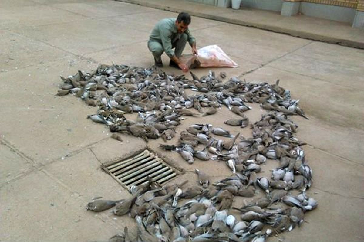 با فروشندگان غیرمجاز گوشت پرندگان وحشی در دزفول برخورد شد