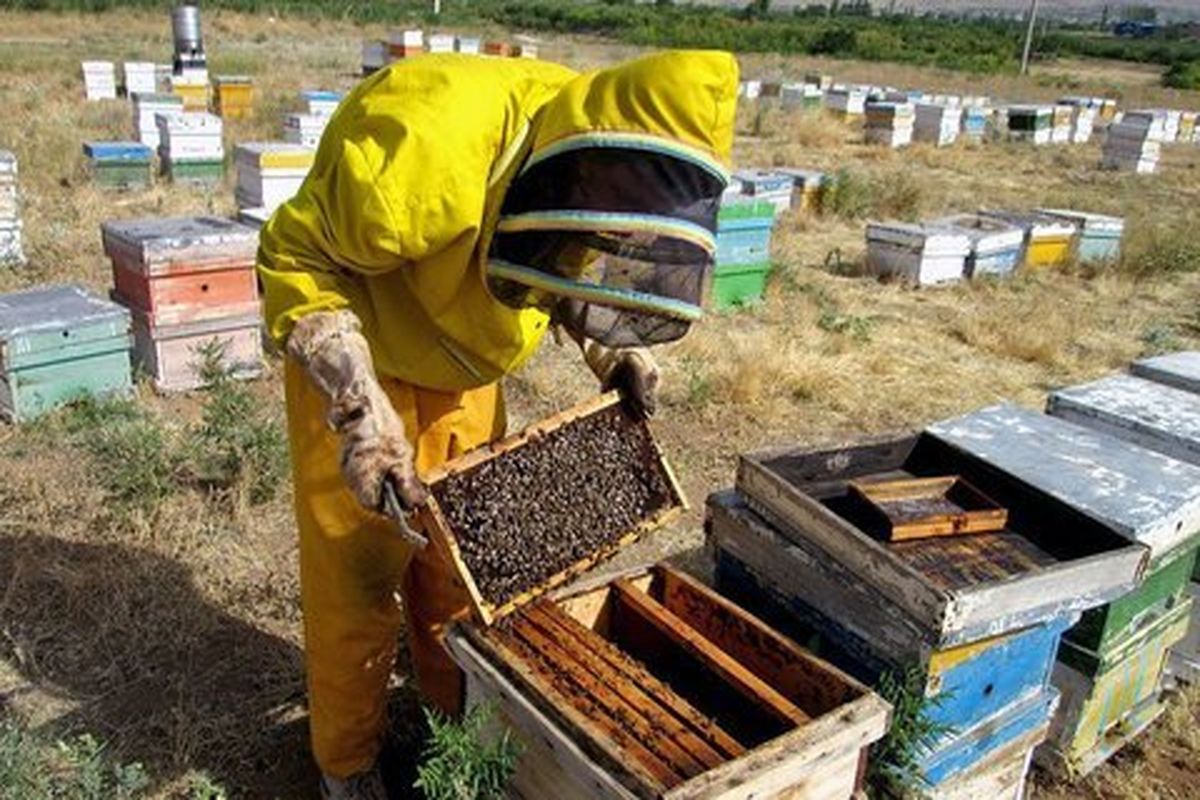 پدیده گرد و غبار تأثیر مستقیم بر کاهش تولید عسل دارد
