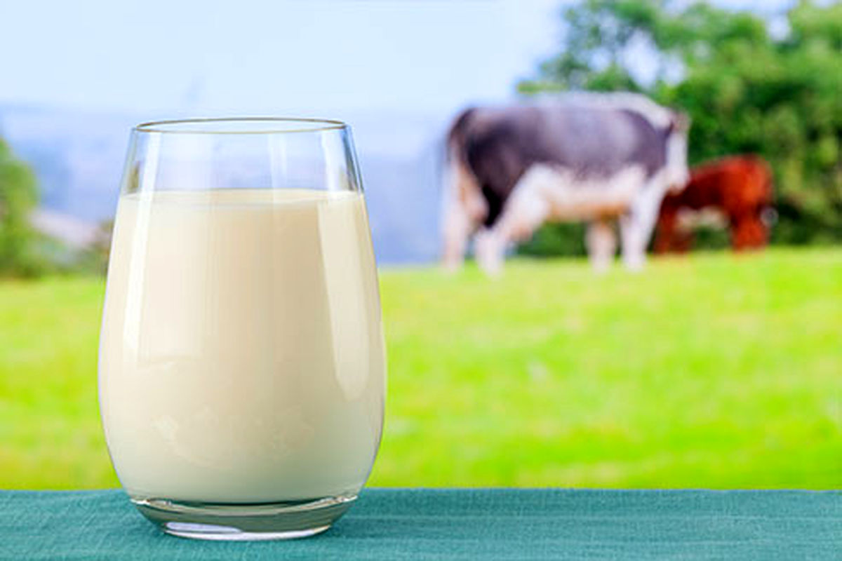 روزانه 30 تن شیر در واحدهای دامداری تنکابن تولید می شود