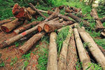 افزایش جرایم قطع درختان در اراک
