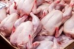 خرید مرغ توسط شرکت پشتیبانی امور دام در خوزستان آغاز شد