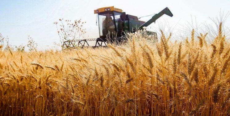 پیش بینی برداشت ۵۰ هزار تن گندم از اراضی پارس‌آباد 
