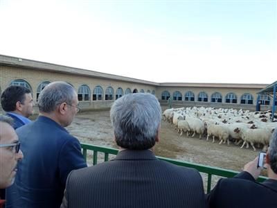 گوسفند نژاد سنجابی، نژاد برتر ایران در تولید گوشت است