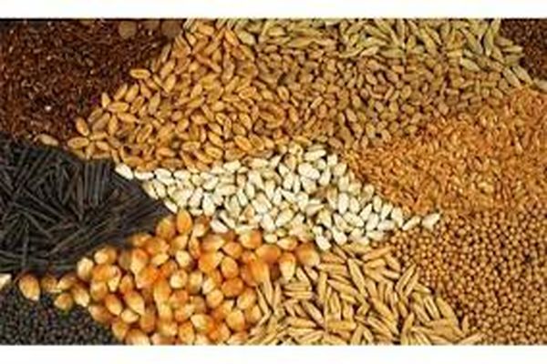 بیش از ۹۰ هزار تن نهاده دامی در مازندران توزیع شد