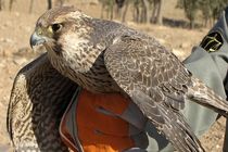 رهاسازی یک پرنده دلیجه در پارک ملی و پناهگاه حیات وحش کلاه قاضی اصفهان