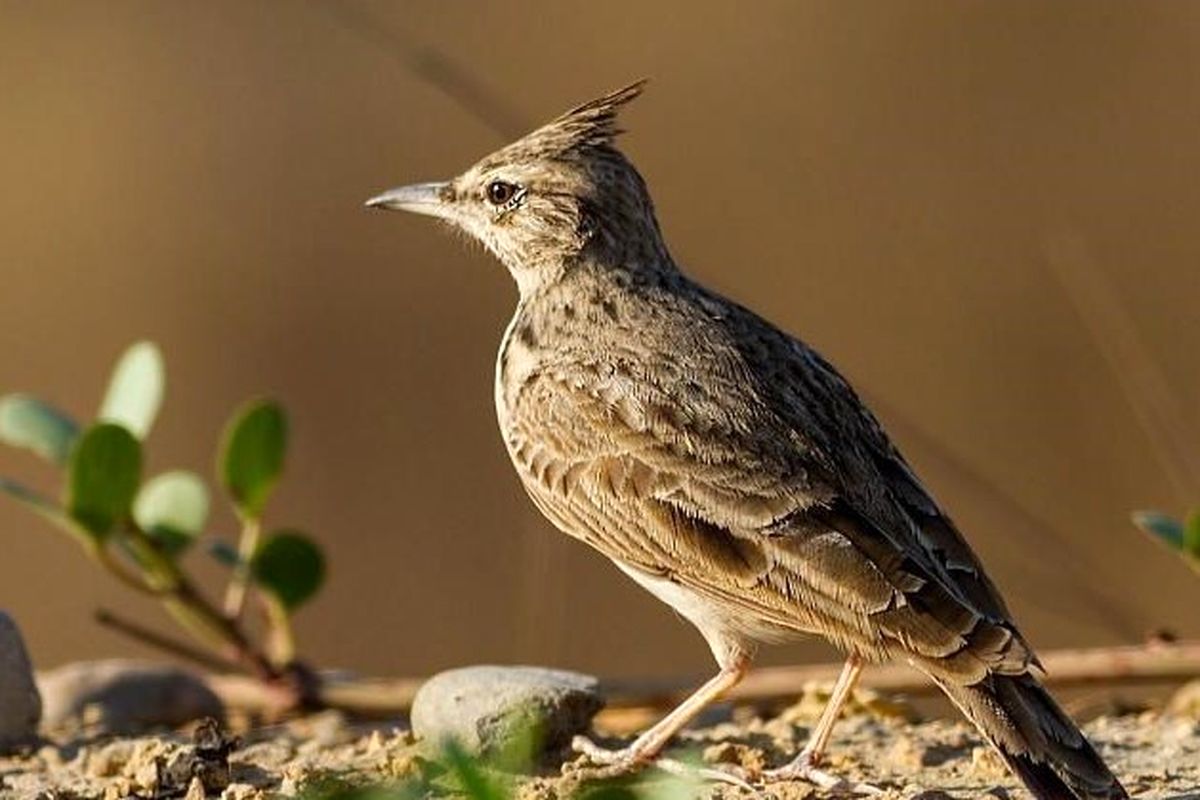 شناسایی ۵ گونه جدید پرنده در منطقه یخاب ابوزیدآباد