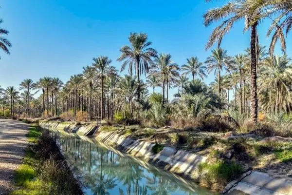 ۴۵ درصد تولید نخلستان‌های هرمزگان، صادراتی است