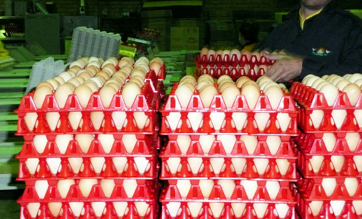 مصرف سالانه تخم‌مرغ در کرمانشاه 21 هزار تن است/فقط 11 هزار تن در کرمانشاه تولید می‌شود