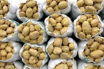 قیمت سیب‌زمینی در بازار مازندران افزایش یافت