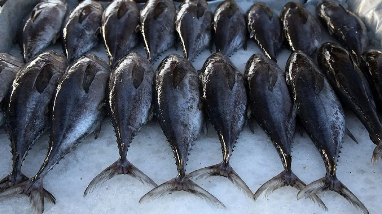 مصرف سرانه گوشت ماهی باید افزایش یابد