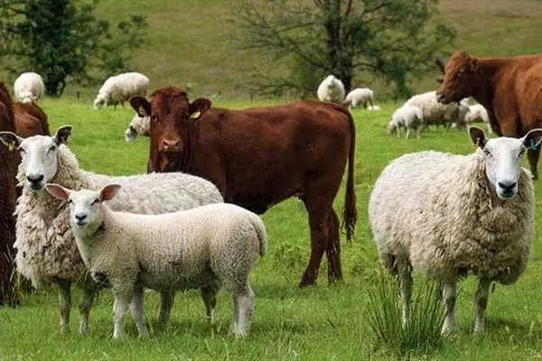 رشد 70 درصدی تسهیلات پرداختی بانک کشاورزی برای خودکفایی گوشت قرمز و پرورش دام