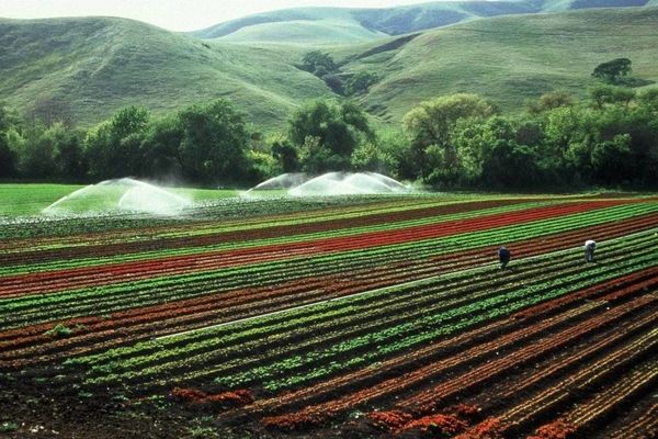 ۲۰۰ مزرعه نوآور امسال راه اندازی می‌شود