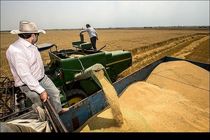 خرید تضمینی گندم  در خوزستان به یک میلیون و ۵۰ هزار تن رسید/ خرید 29 هزار تن کلزا از کشاورزان