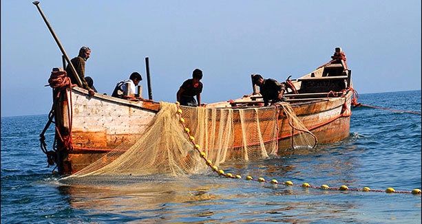 ممنوعیت صید هامور ماهیان و حلوا سفید در آب های خلیج فارس