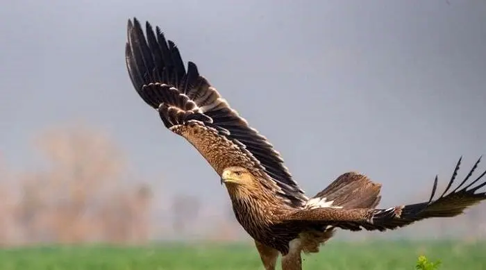 رهاسازی عقاب شاهی آسیب‌دیده پس از مداوا در جنگل‌های سی‌سنگان