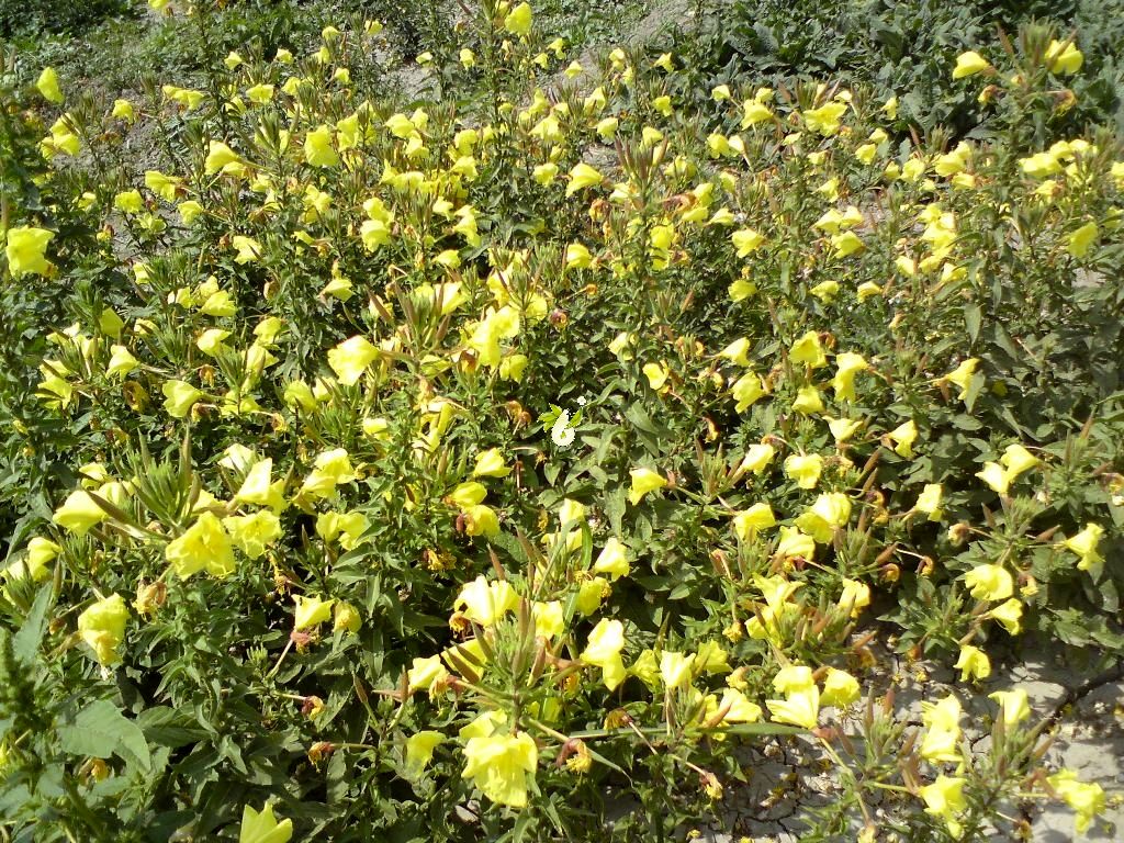 کشت گیاهان دارویی در مراتع تهران