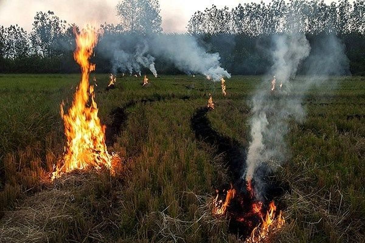 کشاورزان از سوزاندن کاه و کُلش درمزارع برنج اطراف شهر رشت خودداری کنند