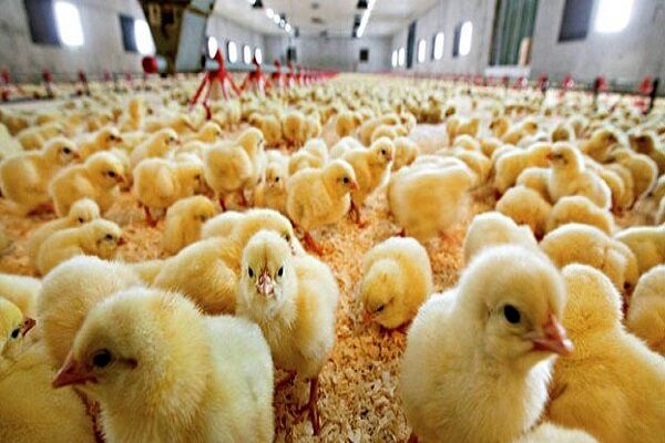 جوجه ریزی  بیش از ۱۷۸ میلیون قطعه‌ای در مرغداری‌های گوشتی مازندران 