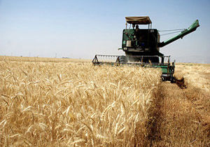 خرید 120 هزار تن گندم از کشاورزان مازندرانی