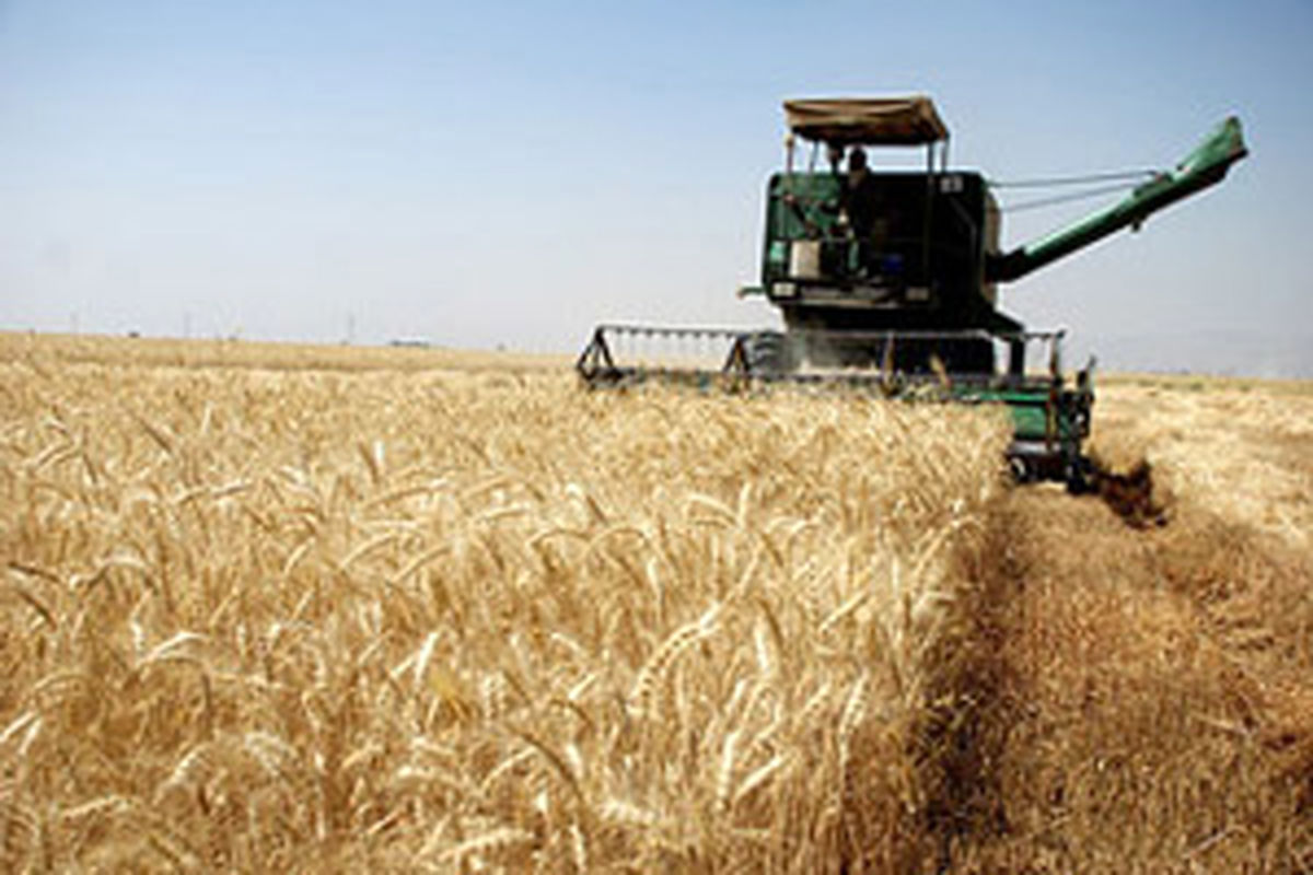 برداشت ۵۱ هزار تن گندم از مزارع خوزستان