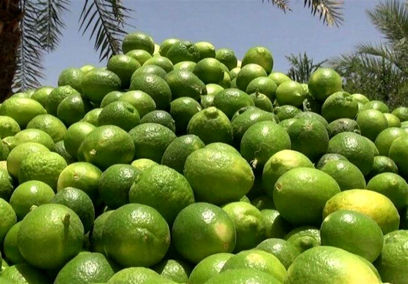 تولید 480 تن لیمو در بابل