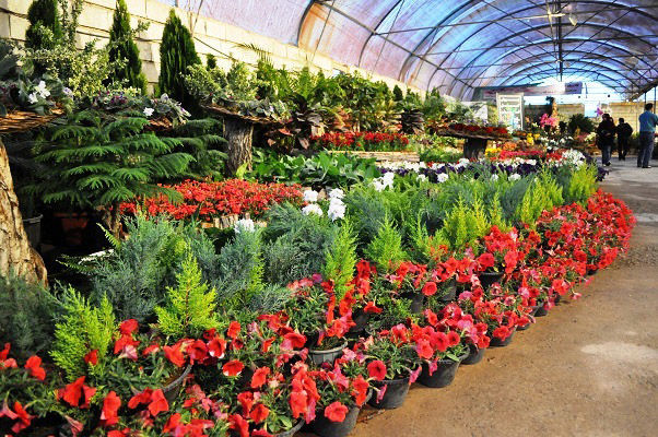 نمایشگاه گل‌ و گیاه مشهد، امسال برگزار خواهد شد