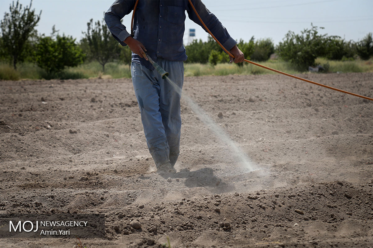 مزارع جاسک در امان از هجوم ملخ‌های صحرایی
