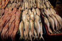 The value of Iran's quarterly fish export declared