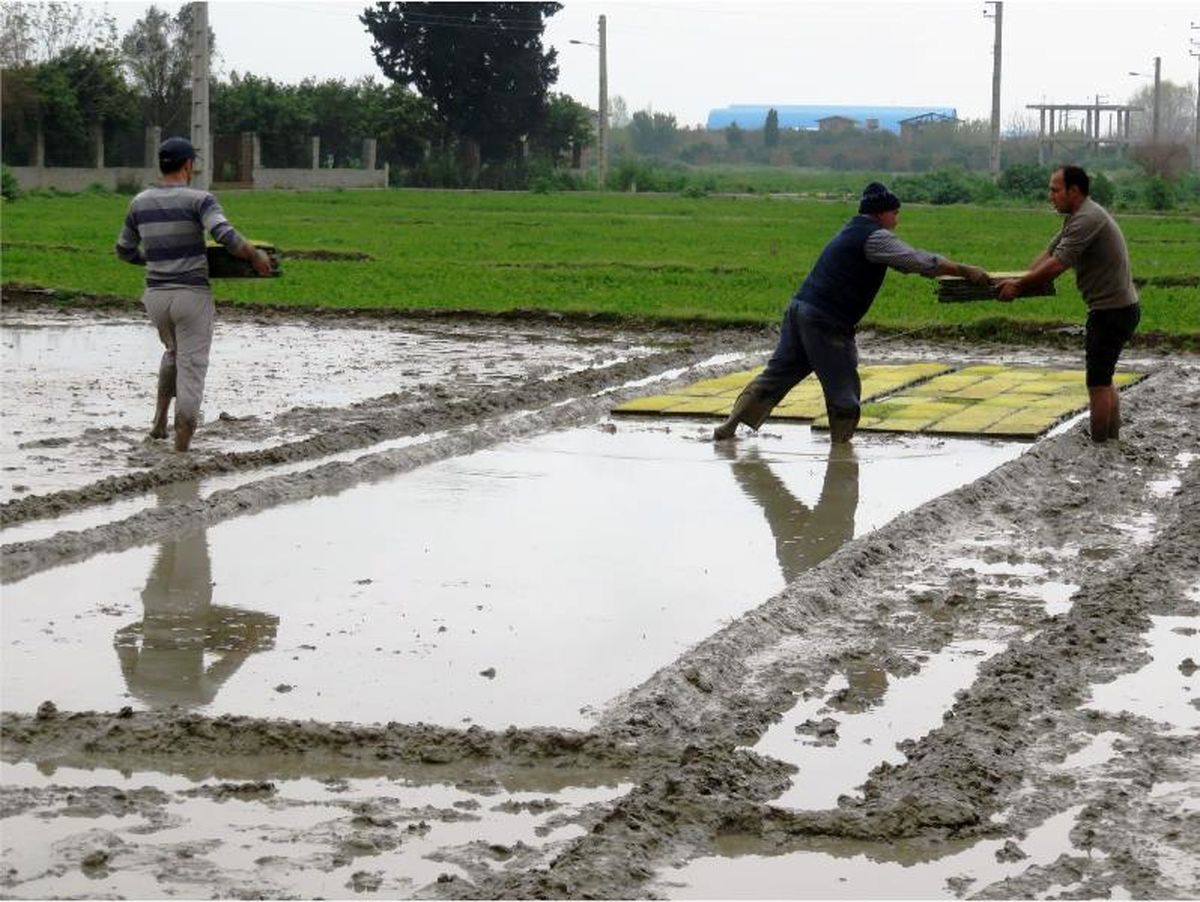 نخستین بذرپاشی برنج در شالیزارهای ساری