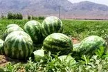برگزاری نهمین کاروان ترویج بهره‌وری کشاورزی در اردبیل/نهادینه‌سازی فرهنگ الگوی کشت ملی محصولات کشاورزی
