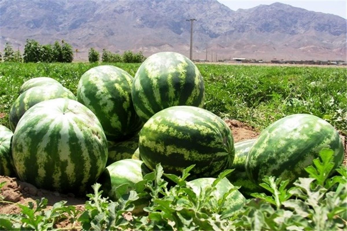 ادامه صادرات محصول آب بر هندوانه