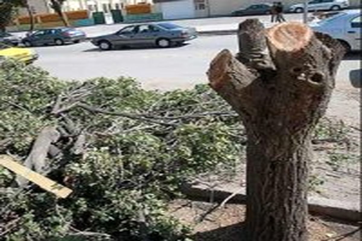 قطع شدن ناگهانی درخت در نوده خاندوز منجر به فوت نیروی شهرداری شد