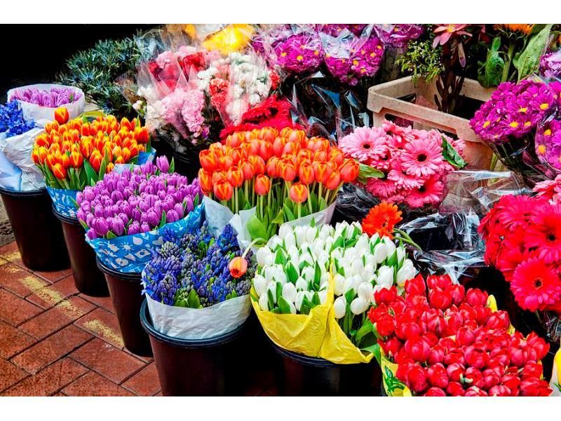 صادرات 60 هزار گلدان گل از نوشهر به خارج کشور