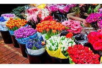 صادرات 105 هزار گلدان گل از نوشهر