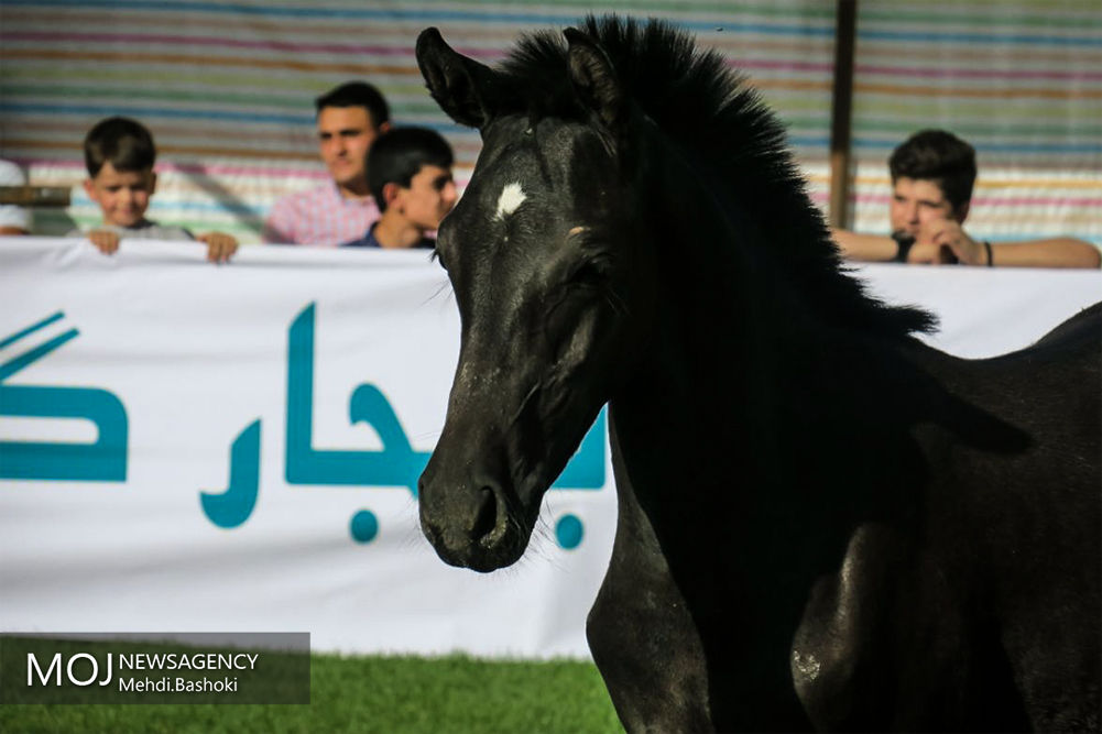 پنجمین جشنواره ملی اسب اصیل کرد