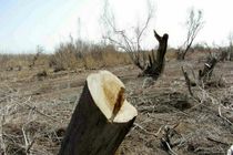 عاملان قطع درختان تاغ در مه ولات دستگیر شدند