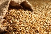 86 مرکز خرید گندم در کردستان دایر است