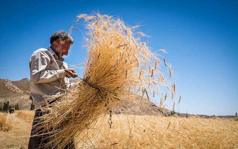 خرید بیش از 551 هزار تن ‌گندم‌ از گندم کاران کرمانشاه