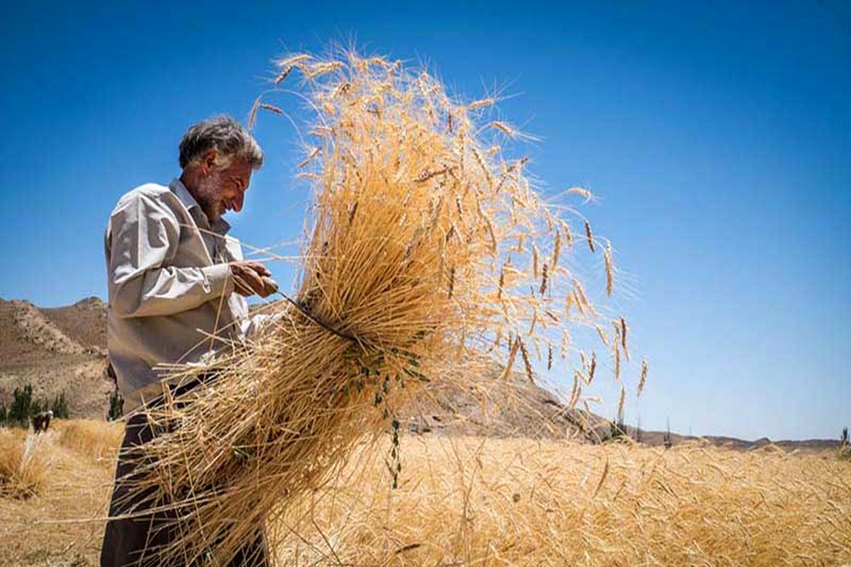 خرید بیش از 551 هزار تن ‌گندم‌ از گندم کاران کرمانشاه
