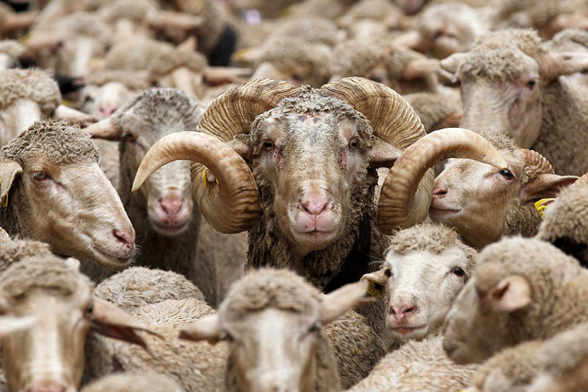سارقان 153 راس گوسفند در میاندورود دستگیر شدند