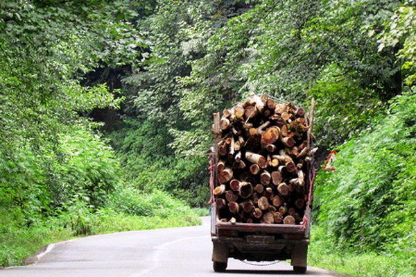  7 تن و 500 کیلو گرم انواع چوب جنگلی قاچاق کشف شد