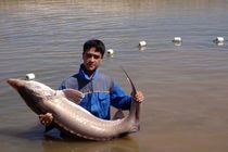 استحصال نخستین ماهی خاویار در استان اصفهان