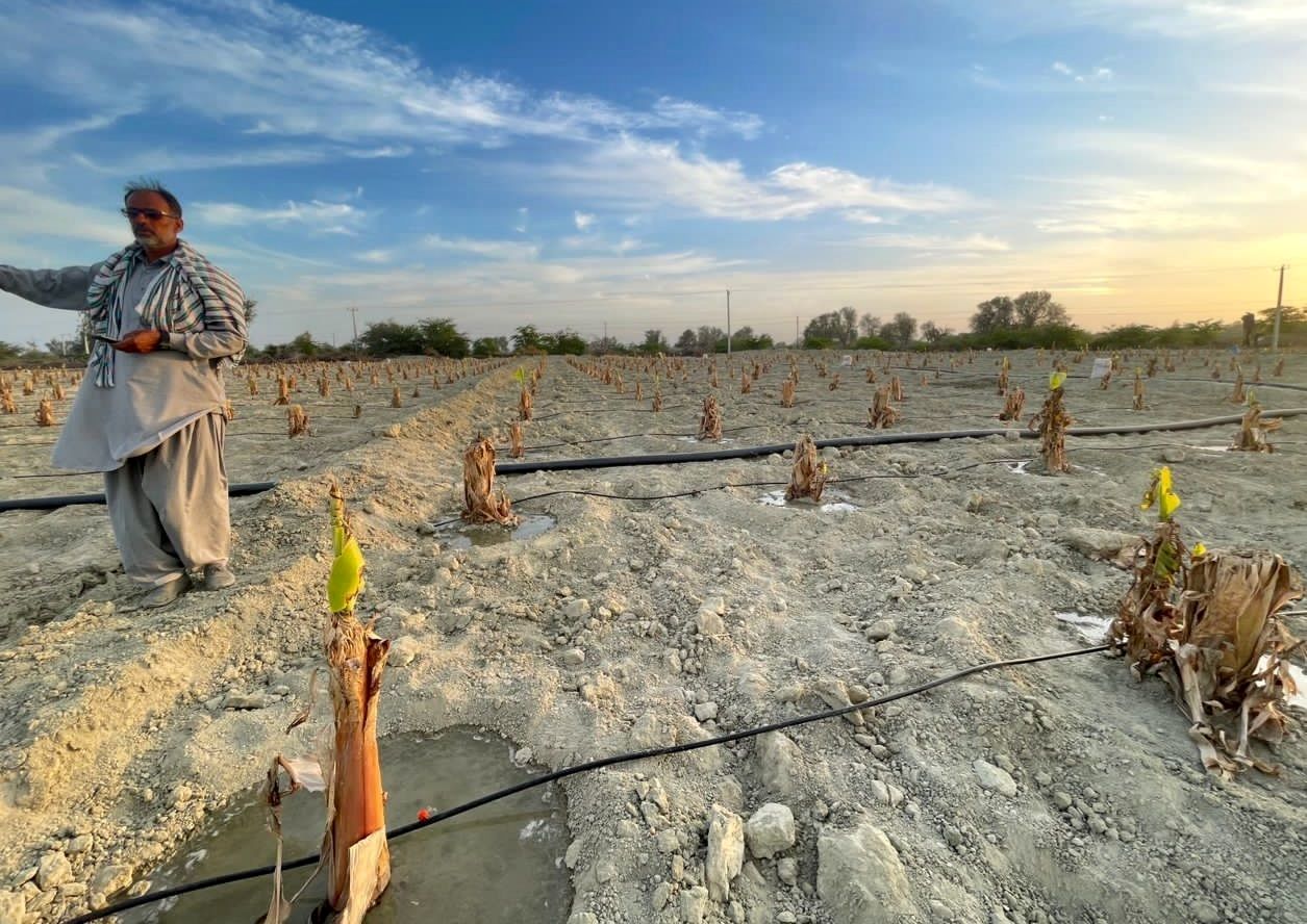 کشت موز به روش آبیاری قطره‌ای در شهرستان زرآباد
