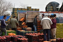 توزیع ۵۰۶ تن میوه شب عید در استان آغاز شد