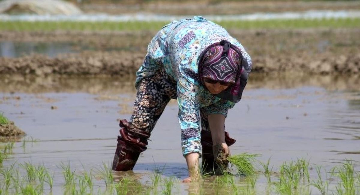 برنج مازاد کشاورزان از امروز خریداری می‌شود