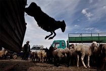 تأثیر خروج دام غیرمجاز از کشور بر روی قیمت گوشت گوسفندی