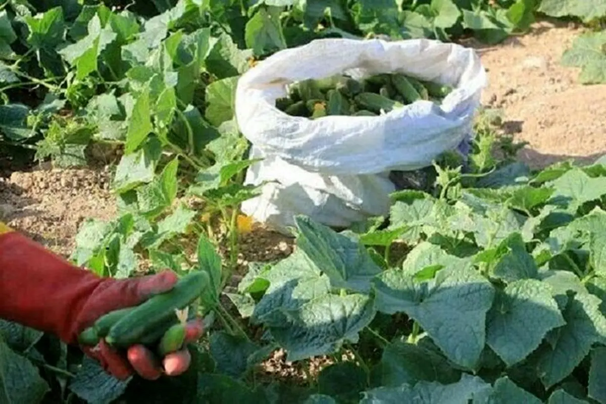 خیار نوبرانه