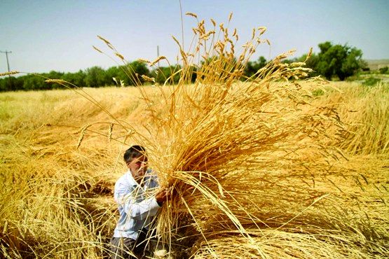پیش بینی خرید 276 هزار تُن گندم از کشاورزان اصفهان
