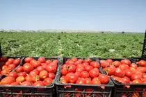 تولید بیش از ۲۰۰ هزار تن گوجه فرنگی در کازرون